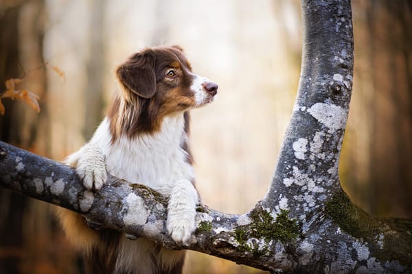 Обои дерево, dackelpuppy, австралийская овчарка, собака, кейли
