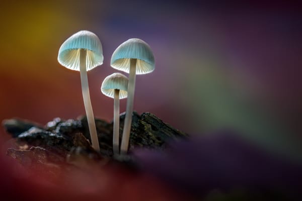Обои свет, грибы, лесные грибы, sophiaspurgin, лес
