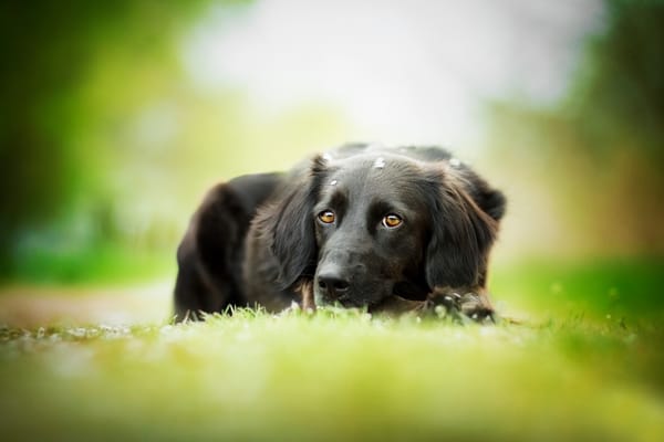 Обои собака, kedves tamara, травка, боке, the most beautiful eyes, черная, бордер-колли