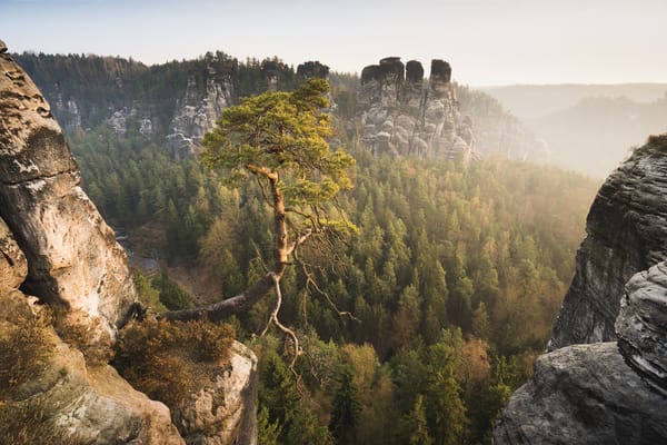 Обои горы, лес, саксонская швейцария, сосна, германия, эльбские песчаниковые горы