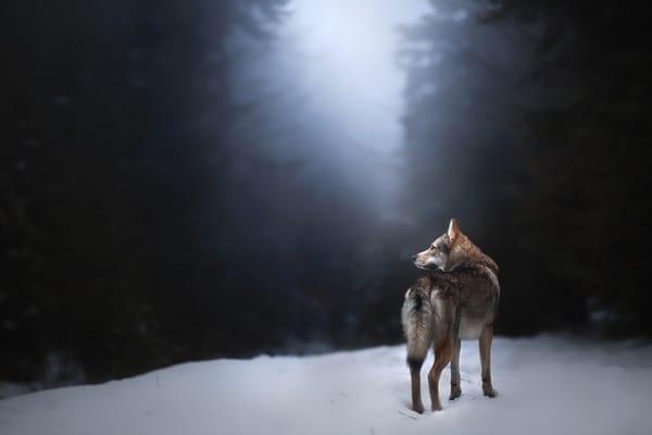 Обои снег, alicja zmysłowska, чехословацкий влчак, собака, волк, misty morning, чехословацкая волчья
