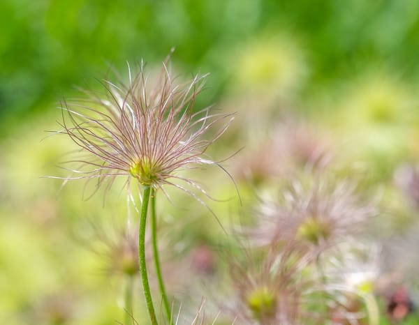 Обои цветы, весна, прострел, fröställning backsippa, pulsatilla
