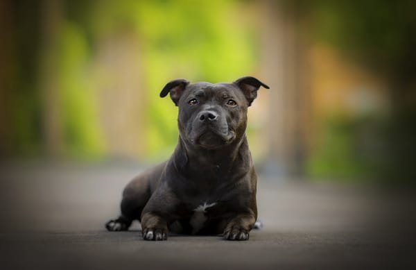 Обои собака, боке, стаффордширский бультерьер, dackelpuppy, stafford