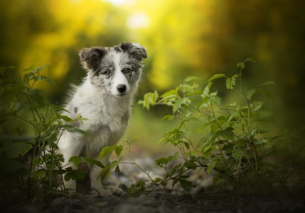 Обои щенок, австралийская овчарка, dackelpuppy, боке, аусси, собачка, алиса