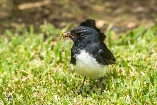 Обои природа, трясогузка, willie wagtail, птица, lynn griffiths