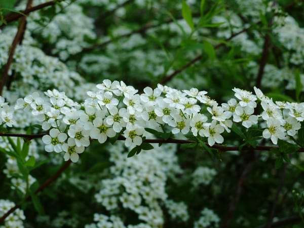 Обои киев, maj, botanicheskij sad, belye cvety