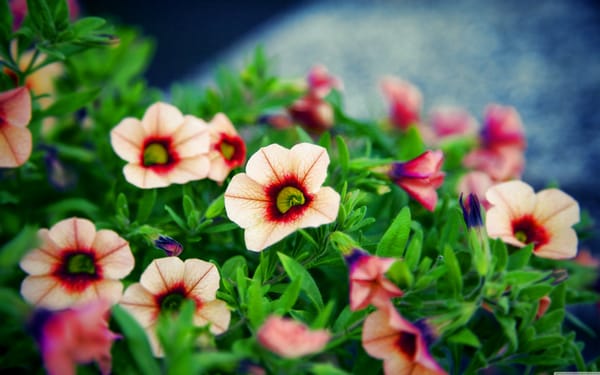 Обои природа, nice flower bokeh, цветы и растения