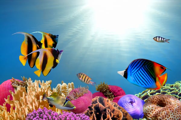 Обои море, подводный мир, кораллы, рыбы