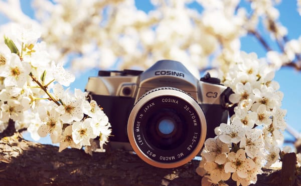 Обои цветы, природа, камера, фотоаппарат