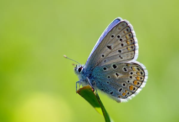 Обои трава, насекомое, стебель, голубянка икар, бабочка, макро, ziva & amir, common blue