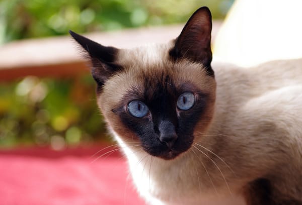 Обои кот, ziva & amir, голубые глаза, кошка, взгляд, сиамская
