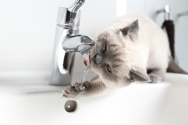 Обои вода, короткошерстный, смеситель, кошка, жажда, кран, котенок, британский