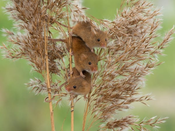 Обои мыши, harvest mouse, трио, мышь-малютка, камыш, троица