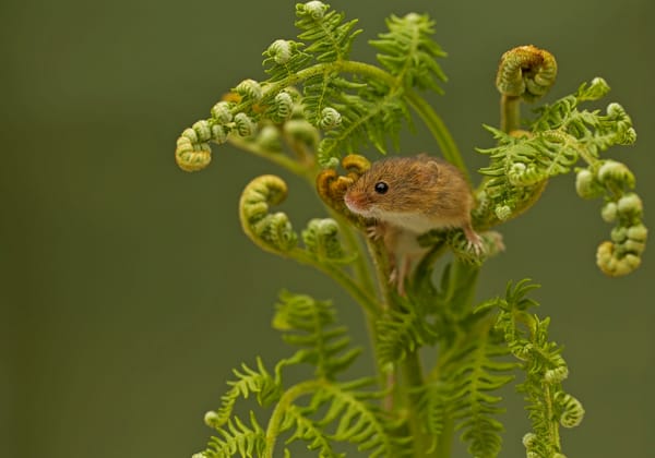 Обои папоротник, мышь-малютка, harvest mouse, мышка