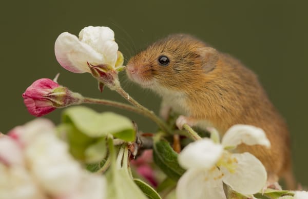 Обои макро, мышь-малютка, harvest mouse, цветок, мышка