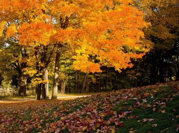 Обои autumn colors, осень впереди, покров, листва, Деревья