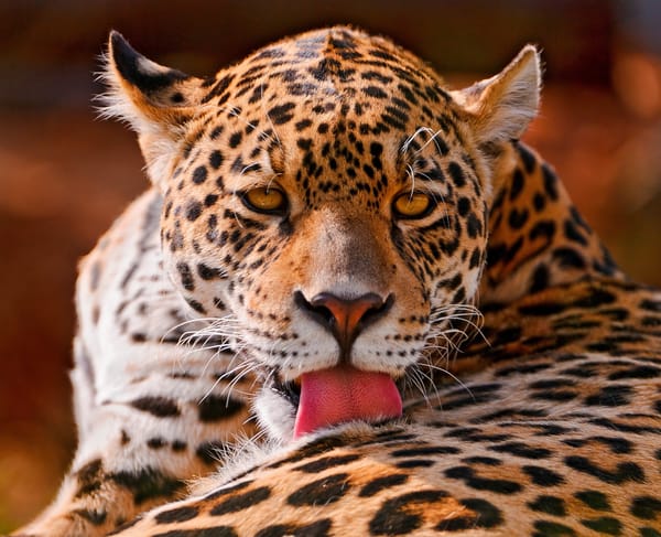 Обои panthera onca, пятнистый, лежит, Ягуар, большая кошка