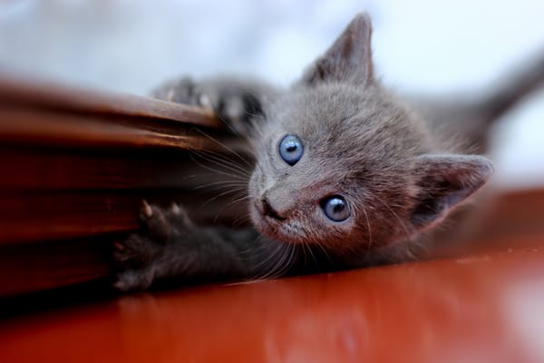 Обои котенок играется, коготки, серый