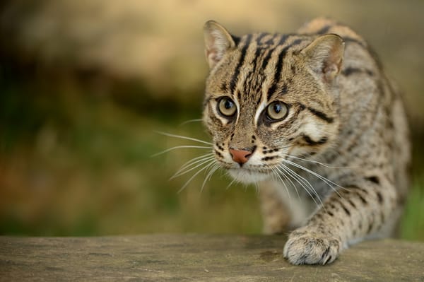 Обои кошка-рыболов, дикая кошка, fishing cat