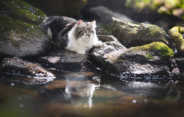 Обои Пушистая кошка на камне у воды