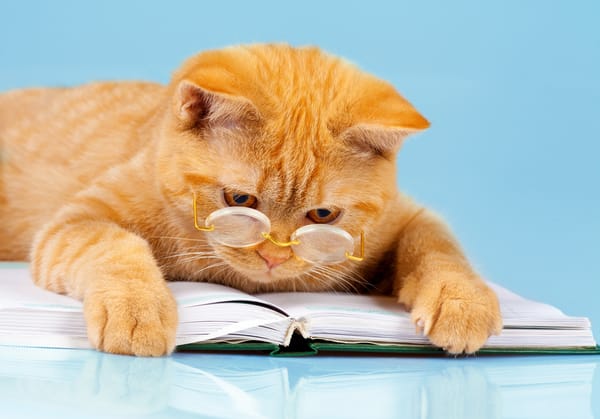 Обои Рыжий забавный кот в очках с книгой