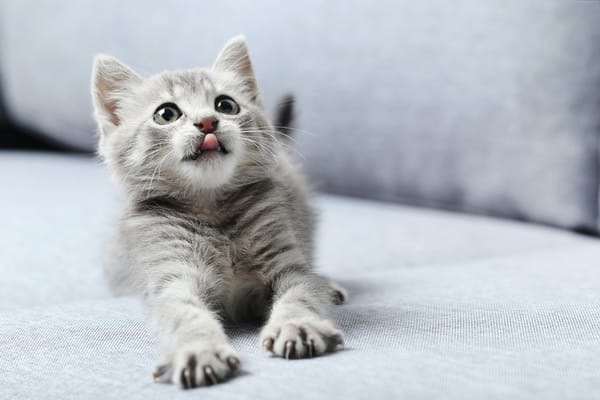 Обои Маленький котенок с высунутым языком
