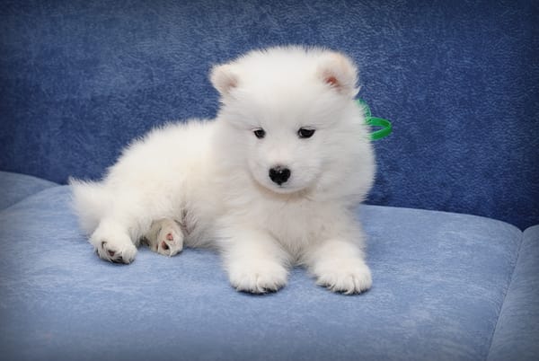 Обои Маленький забавный щенок самоедской собаки