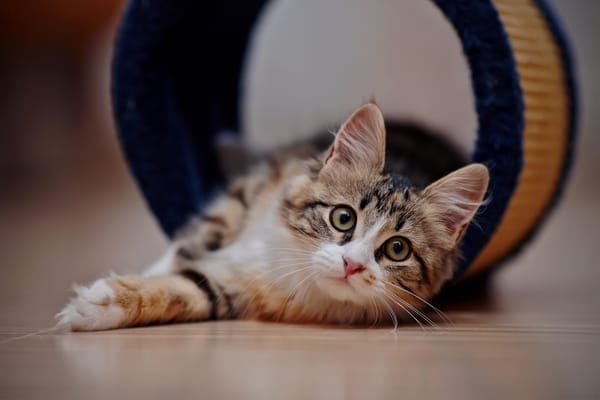 Обои Взгляд любопытного серого кота