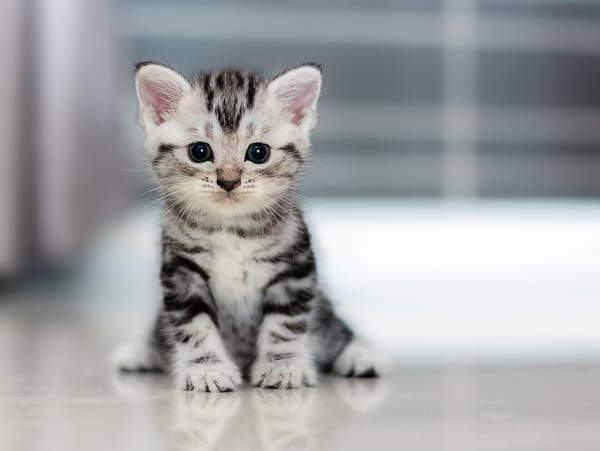 Обои Маленький милый серый котенок
