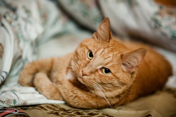 Обои Короткошёрстный рыжий кот скучает