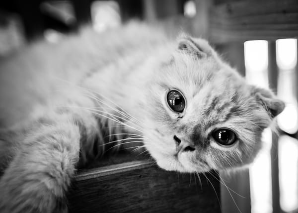 Обои Красивый шотландский вислоухий кот,черно-белое фото
