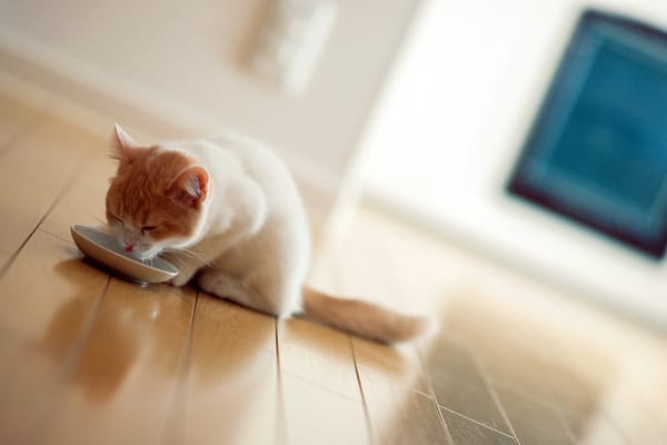 Обои Котенок пьет молоко